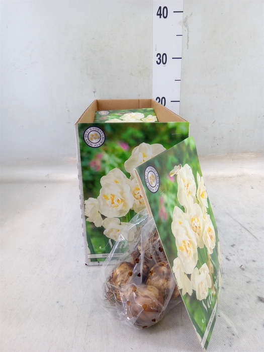 <h4>Narcissus   ...flowerbulbs</h4>