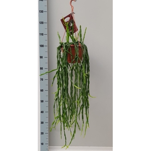 Rhipsalis paradoxa