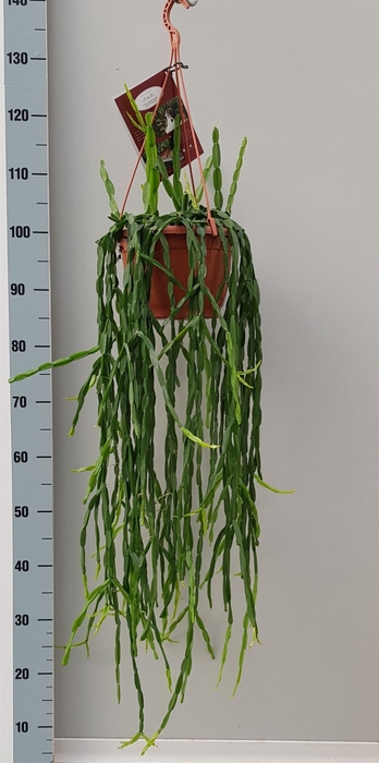 <h4>Rhipsalis paradoxa</h4>