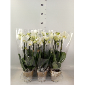 Phalaenopsis   ...white