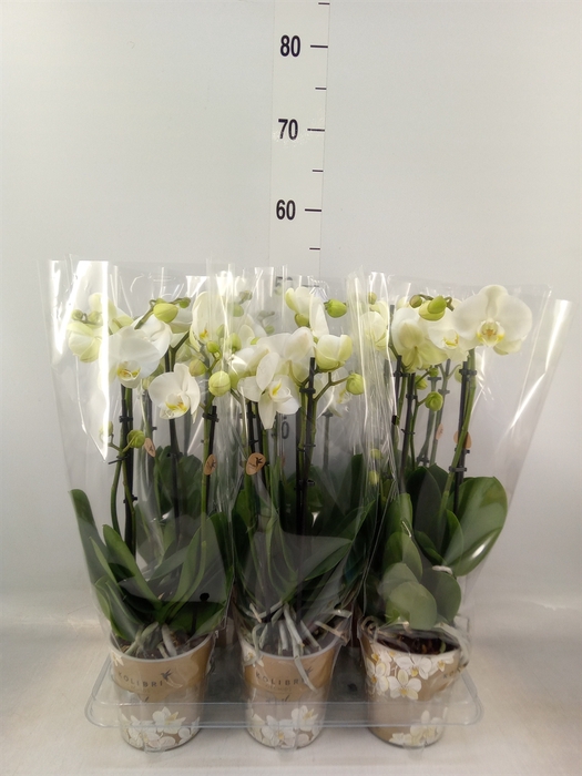 <h4>Phalaenopsis   ...white</h4>