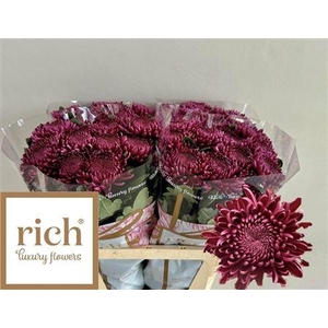 Chr G Bigoudi Purple