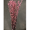 DRIED PALM SUN ROSA 6PP