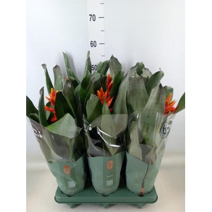 Aechmea  'Pepita Elegant Flames'