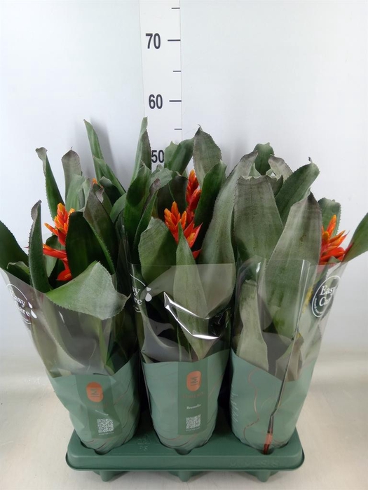 <h4>Aechmea  'Pepita Elegant Flames'</h4>