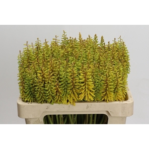 Kniphofia Sunningdale Yellow