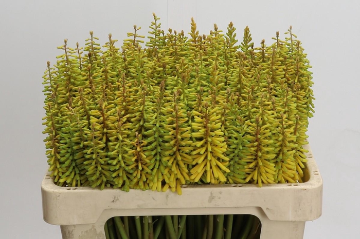 <h4>Kniphofia Sunningdale Yellow</h4>