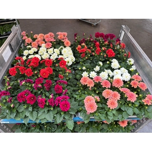 Dahlia Royal Mixk 1 Klr Per Tray