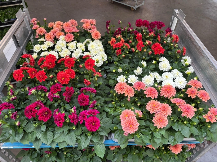 <h4>Dahlia Royal Mixk 1 Klr Per Tray</h4>