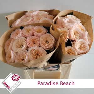 R KL PARADISE BEACH