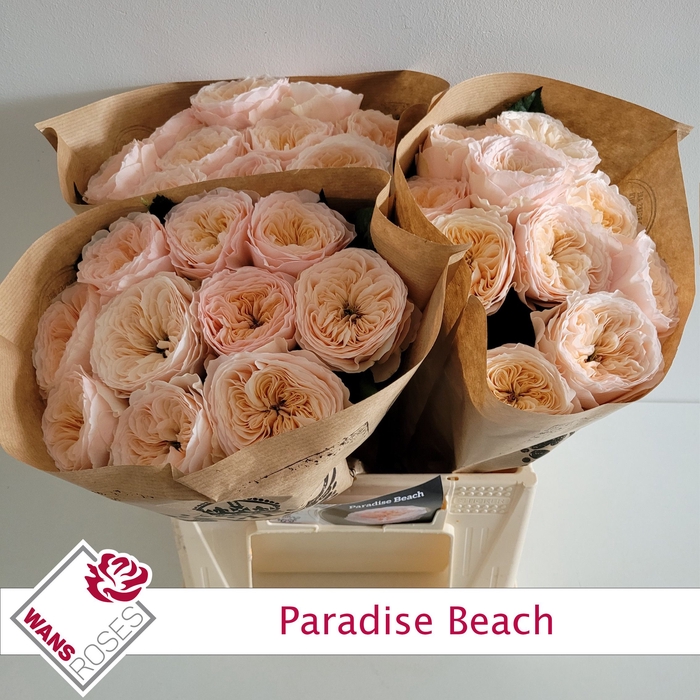 <h4>R KL PARADISE BEACH</h4>