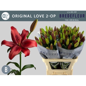 Li La Original Love 2 Kop Bredefleur