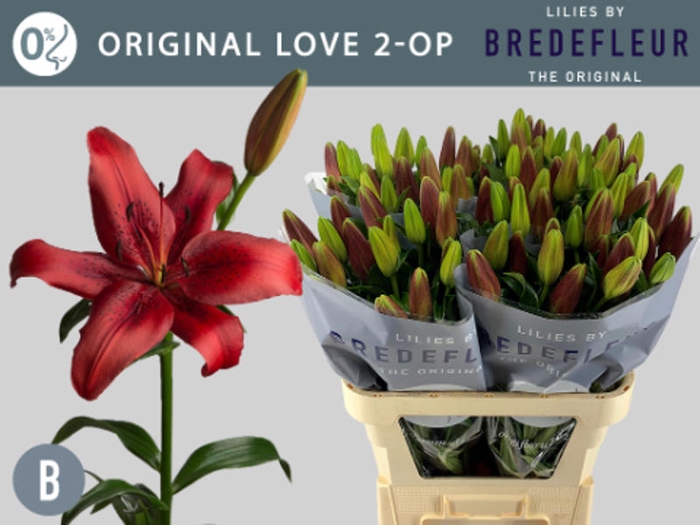 <h4>Li La Original Love 2 Kop Bredefleur</h4>