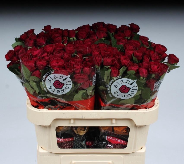 <h4>R TR RED TRENDSETTER</h4>