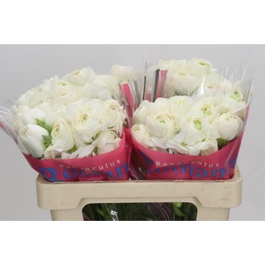 Ranunculus Romance Montenvers