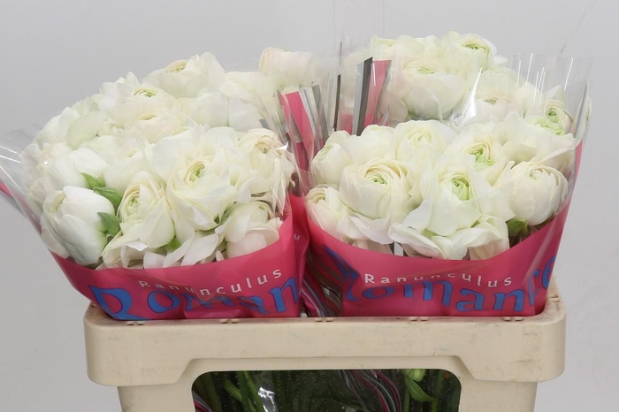 <h4>Ranunculus Romance Montenvers</h4>