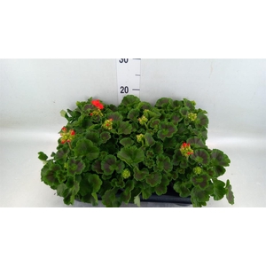 Pelargonium p.x z. 'Toscana Senna'