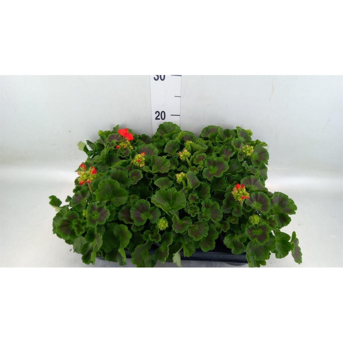 <h4>Pelargonium p.x z. 'Toscana Senna'</h4>