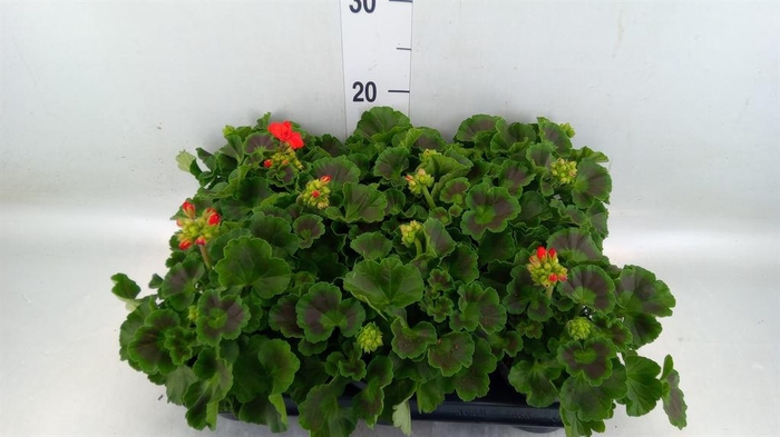 <h4>Pelargonium p.x z. 'Toscana Senna'</h4>