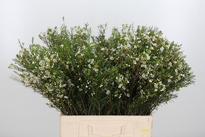 <h4>Chame Un Luna</h4>