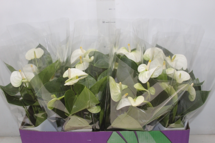 <h4>ANTH SIERRA WHITE P15</h4>