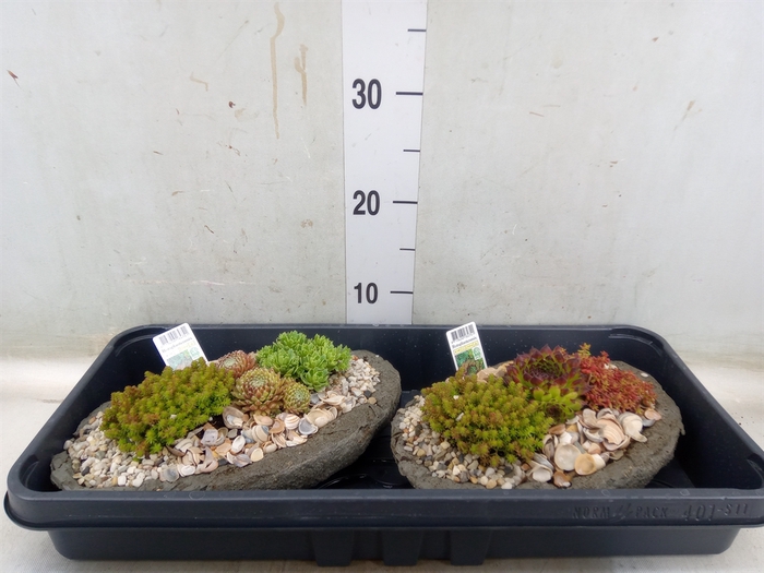 <h4>Arr.   Tuinplanten L%</h4>