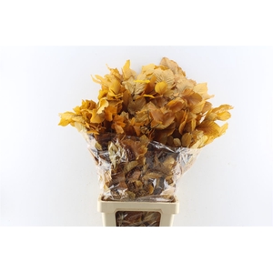 Beuk Beech Stab. Yellow