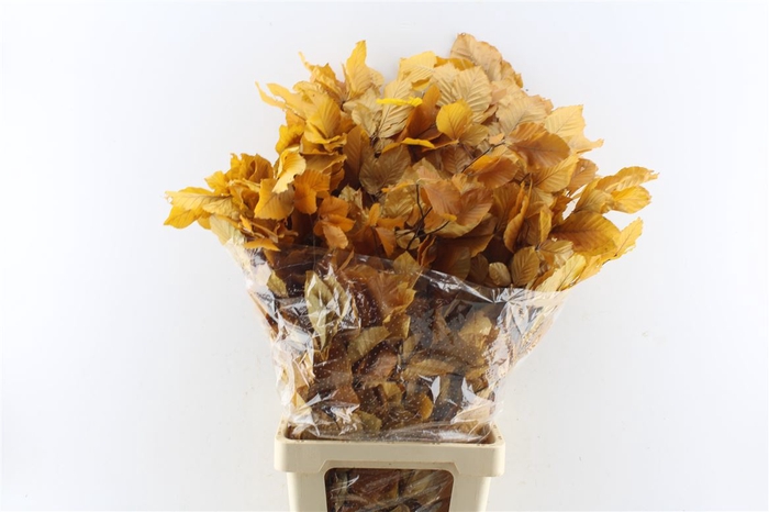 <h4>Beuk Beech Stab. Yellow</h4>