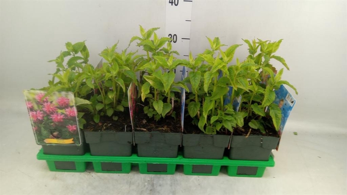 <h4>Monarda didyma</h4>