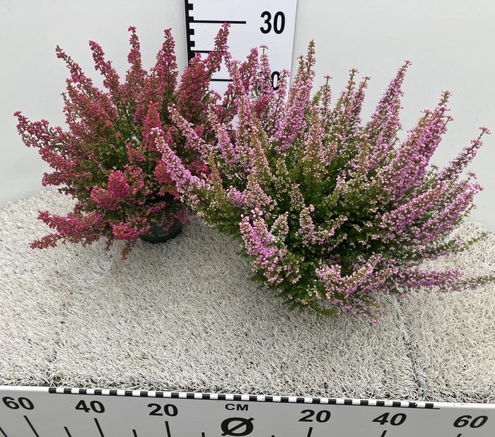 <h4>Erica gr. Beauty Queen mix</h4>