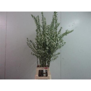 Prunus Gland Vertakt