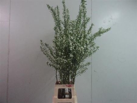 <h4>Prunus Gland Vertakt</h4>