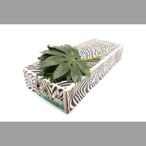 Aralia Medium