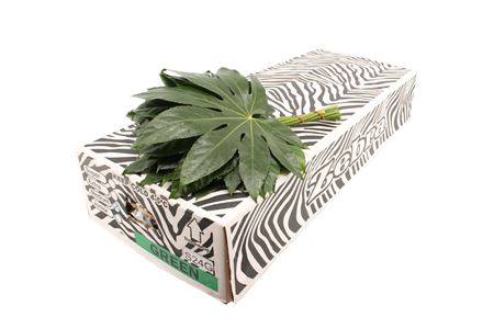 <h4>ARALIA MEDIUM</h4>