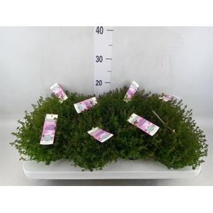 Campanula porten. 'Ambella In Prpl'