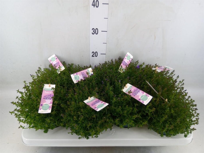 <h4>Campanula porten. 'Ambella In Prpl'</h4>