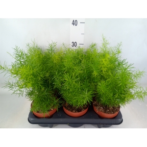 Asparagus dens. 'Sprengeri'
