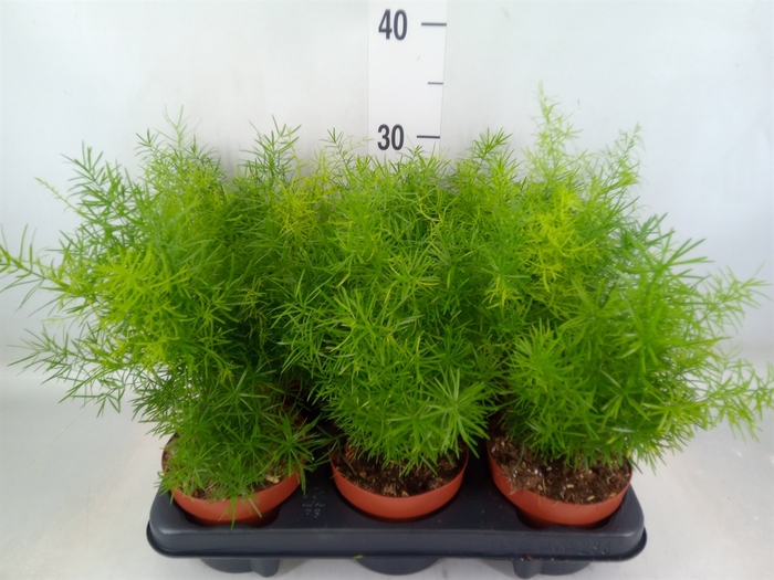 <h4>Asparagus dens. 'Sprengeri'</h4>
