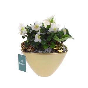 Pot keramiek ovaal Large goud Kerst met Helleborus
