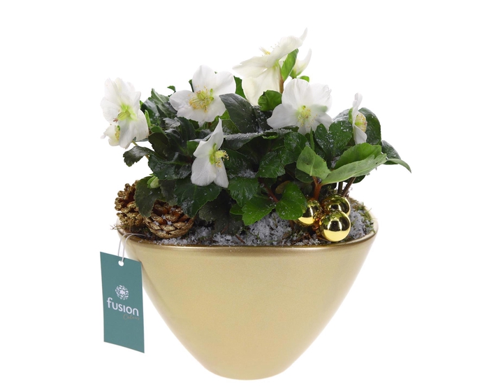 <h4>Pot keramiek ovaal Large goud Kerst met Helleborus</h4>