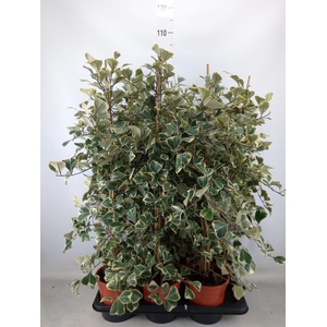 Ficus triangularis 'Sweetheart'