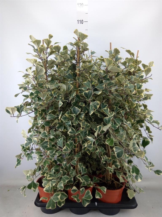 <h4>Ficus triangularis 'Sweetheart'</h4>