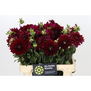 Dahlia Arabian Night