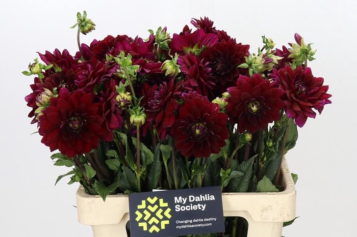 <h4>Dahlia Arabian Night</h4>