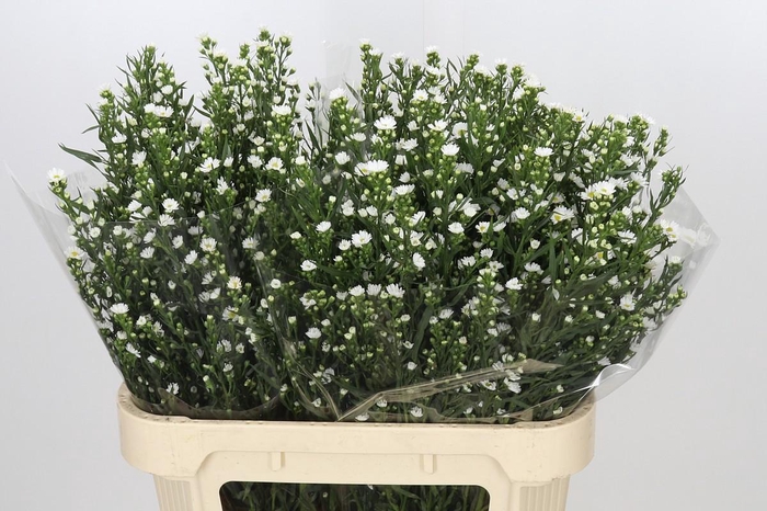 <h4>Aster Paquita</h4>