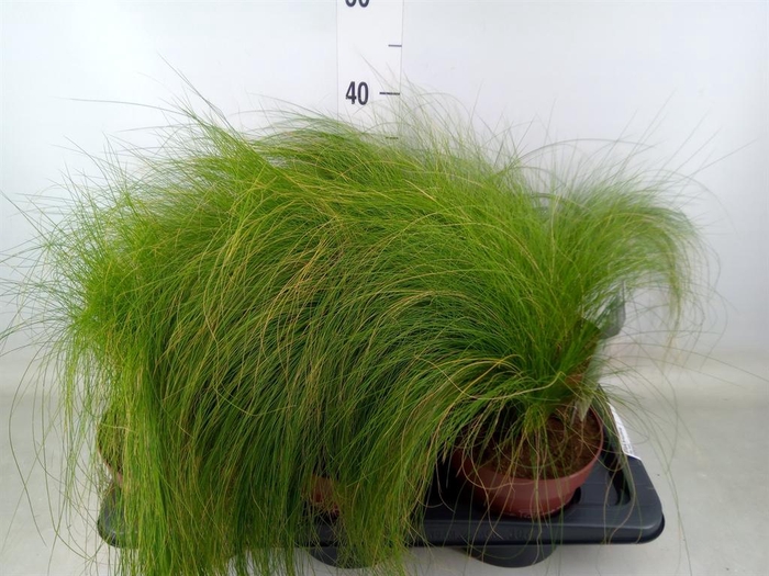 <h4>Stipa tenuifolia</h4>