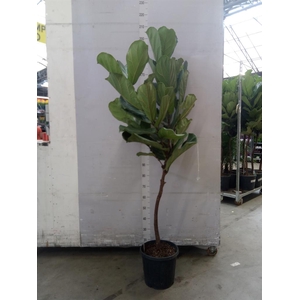 Ficus lyrata