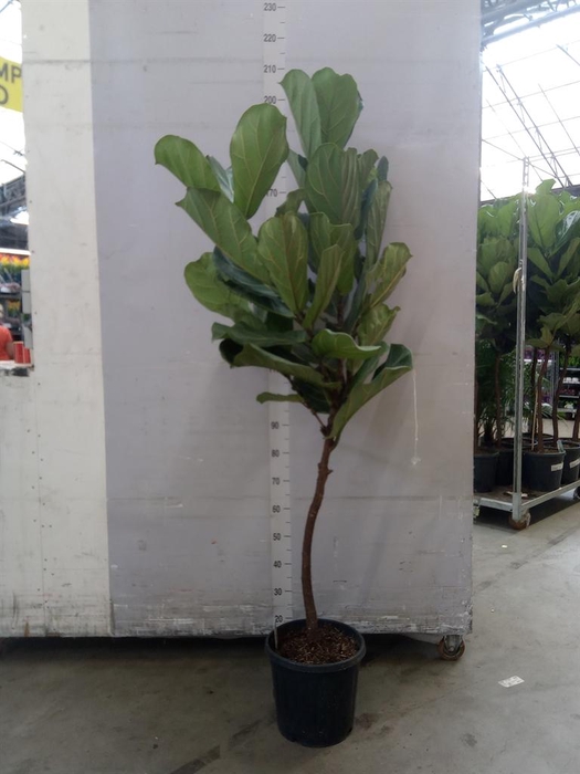 <h4>Ficus lyrata</h4>