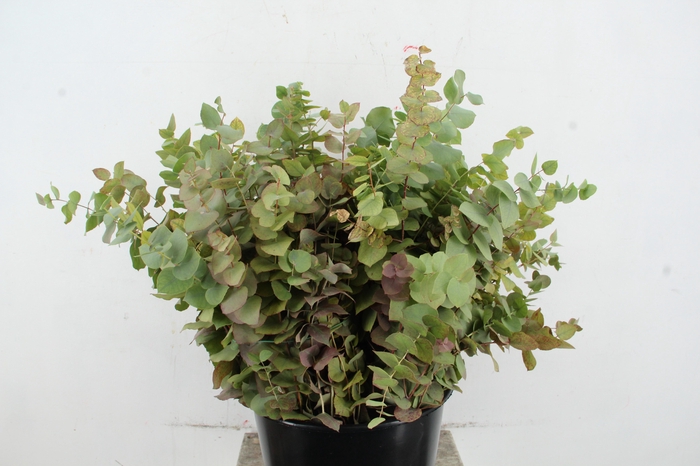 <h4>EUC STUARTIANA AUTUMN 200GR</h4>