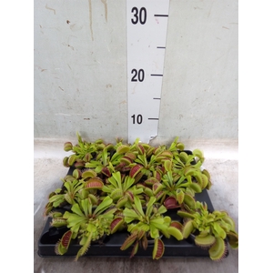Dionaea muscipula
